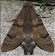 1984 (69.01) Humming-bird Hawk-moth